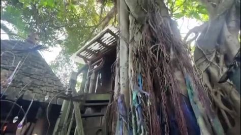Woman to tear down North Miami-Dade treehouse she called home for 17 years after incurring $40K in fines